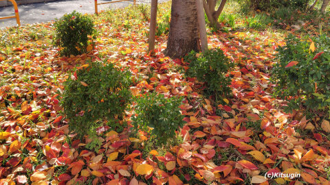 bi251201-000.jpg bi251201-000.jpg